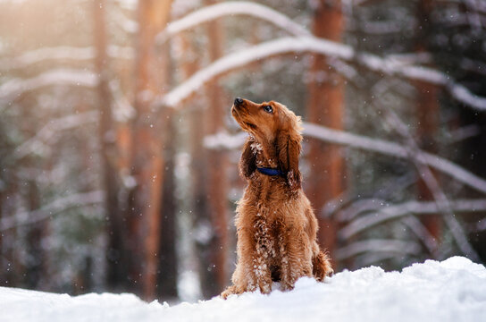 english cocker spaniel dog snow walk in forest magical winter day with pet
