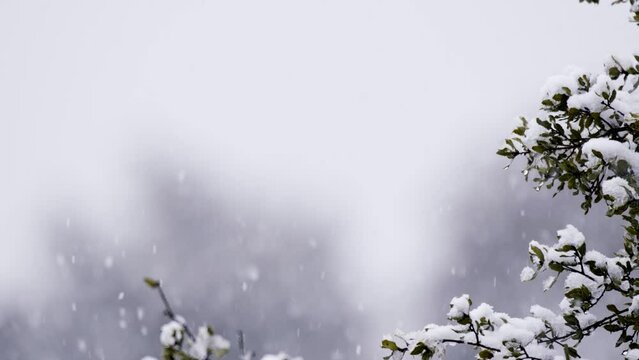 Slow motion of heavy snow falling on trees in a dense forest