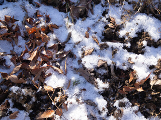 寒い冬の時期　霜の降りた地面と落ち葉と土
