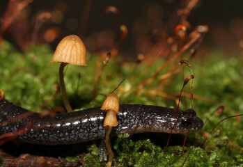 Leadback color phase of the redback salamander (Plethodon cinereus) crawling among tiny mushrooms and the sporophytes of moss. 