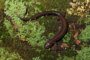 Leadback color phase of the eastern redback salamander (Plethodon cinereus) curled in a "C" shape on green lichen and moss. 