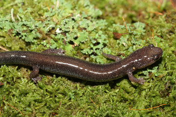 Leadback color phase of the eastern redback salamander (Plethodon cinereus) on green lichen and moss. 