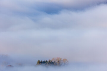 Trees emerging from swirling low level fog and a temperature inversion (Crickhowell, Wales)
