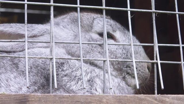 gray anima rabbit in cage