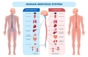Human nervous system parasympathetic and sympathetic scheme vector flat illustration - obrazy, fototapety, plakaty