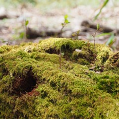 苔と新芽