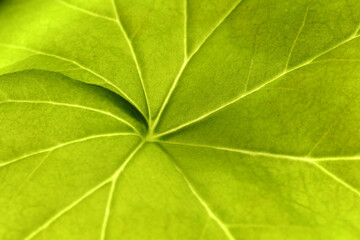 
Textures of a green leaf