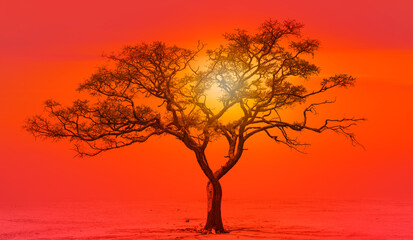 Dusk sky image with silhouette of a tree branches 