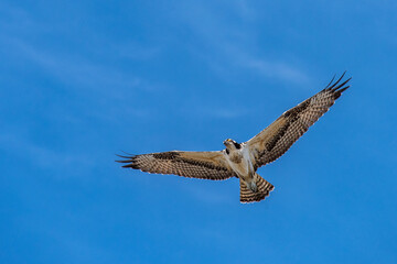 osprey in flight