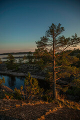 sunset in the forest