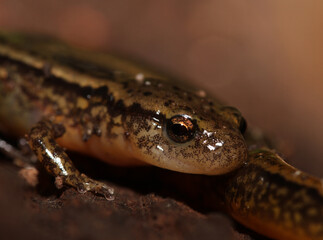 Close-up portrait of the face of a northern two-lined salamander (Eurycea bislineata). 