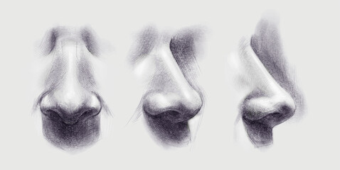 pencil black and white drawing of a male nose in front and in profile - obrazy, fototapety, plakaty