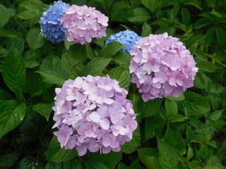 Flowering large-leaved hydrangea (Hydrangea macrophylla). Pink and blue inflorescences on a background of green leaves.