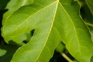 Close up of a green fig tree leaf