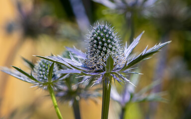 Close up of a Sea Holly plant