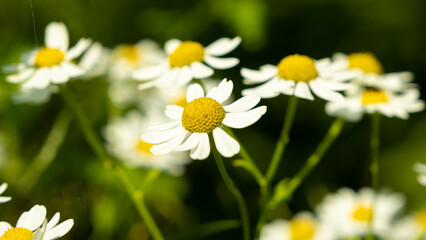 Close up of shasta daisies in a garden the summer sun