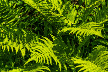 Close up of green garden fern leaves and branches in the summer sun