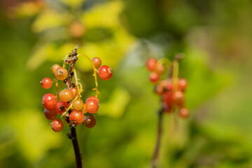 Obraz premium Close up of red currant fruits in the late afternoon summer sun