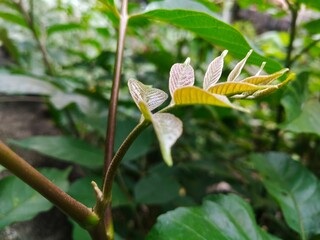 Fresh growing baby leaves of the plant 