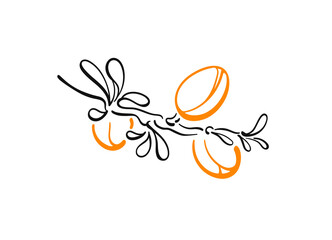 Argan plant. Vector nuts, outline symbol. Graphic