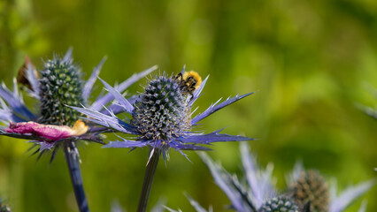 Close up of a bumble bee feeding on a sea holly plant