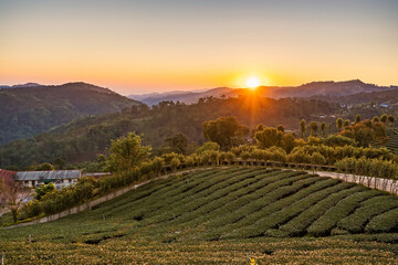 Chiang Rai Thailand, rows of tea plants following contours of hill on plantation in the morning sun.