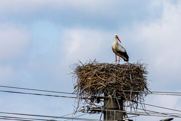 white stork in the nest