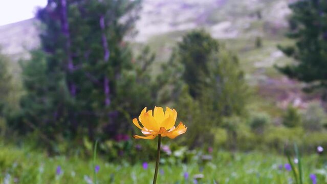 Altai globeflower (Trollius altaicus) in the forest meadows of Altai mountains. Siberian cedar (Pinus sibirica) background