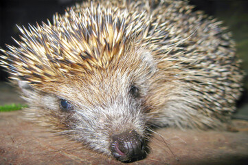 close-up of the muzzle of an Ordinary hedgehog. A mammal species from the genus of Eurasian hedgehogs of the hedgehog family.