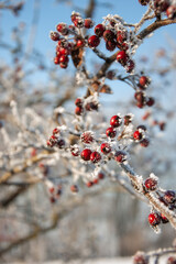 hip in snow