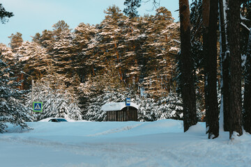 winter in the forest