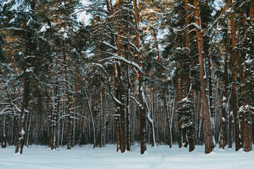 Obraz premium forest in winter