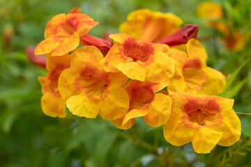 Obraz premium ํYellow flower of Yellow elder or Thong Urai name of Thailand. Species name of Sparky. Trees that grow well in the tropics.