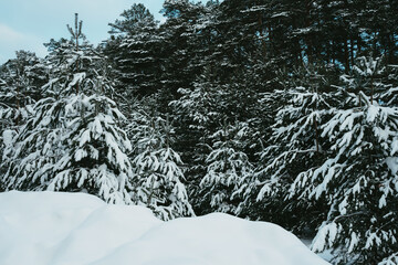 snow covered trees