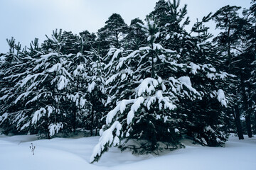 snow covered trees