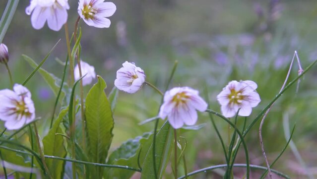 Alp lily, Lloydia (Gagea serotina) alpine meadows flowering monocotyledonous plant Altai meadows, after rain bloom dewy flowers