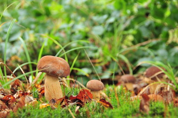 Steinpilze
