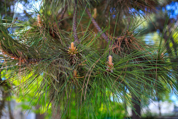 Fresh pine cones on the branch in the forest