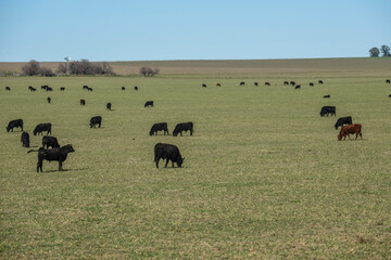 Export steers in pampas countryside, Patagonia, Argentina.
