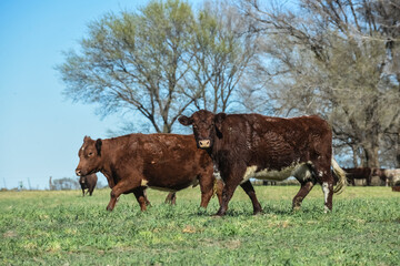 Export steers in pampas countryside, Patagonia, Argentina.