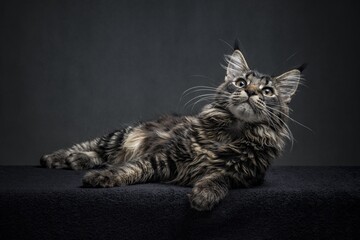 black and white cat on black background