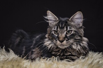 black and white cat on black background