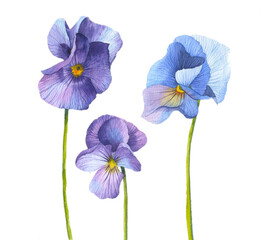 Violet flower, viola. Botanical illustration hand drawn in watercolor on a white background. Image for postcard, invitation, congratulations, poster.