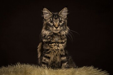 black and white cat on black background