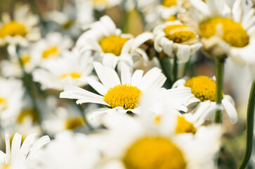 Wildflowers, field of white beautiful daisies on sunny day outdoors, close-up. Fresh plants flowers in garden - chamomile. Selective soft focus