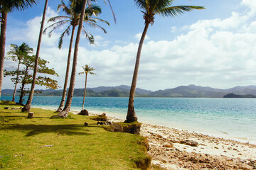Palm trees on the seashore. Seascape. The tropics. Coconut palms. Sea and sand. Philippines.