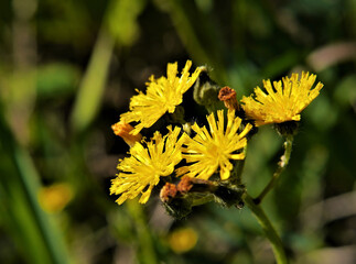 Close-up of the yellow flowers on a wild hawkweed plant with blurred grass in the background.