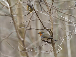 Rotkelchen, Erithacus rubecula