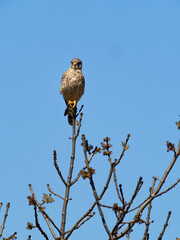 Turmfalke, Falco tinnunculus
