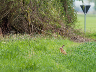 Feldhase, Hase, Lepus europaeus,